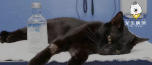 猫有机磷中毒该咋治？阿托品好使不？