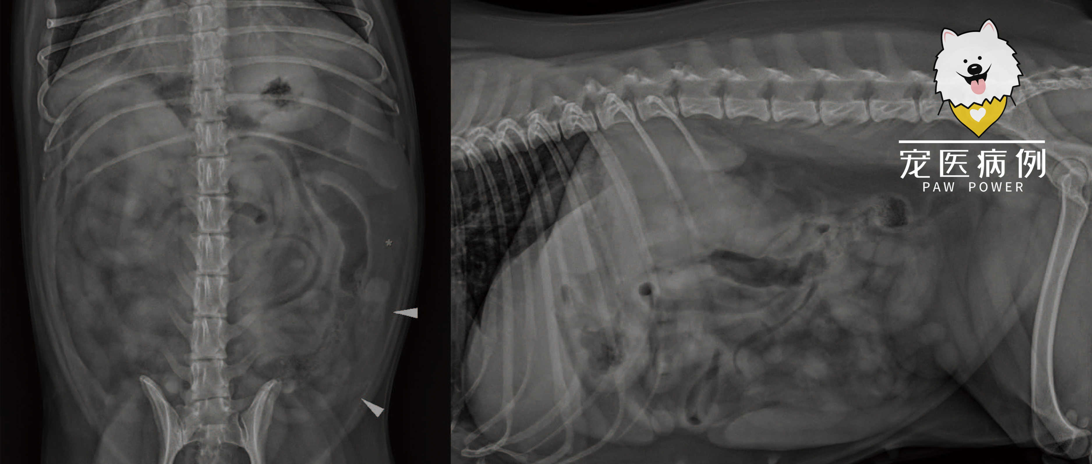 【病例】犬卵巢囊脓肿：未绝育母犬急腹症“隐形炸弹”的影像破解与手术转归