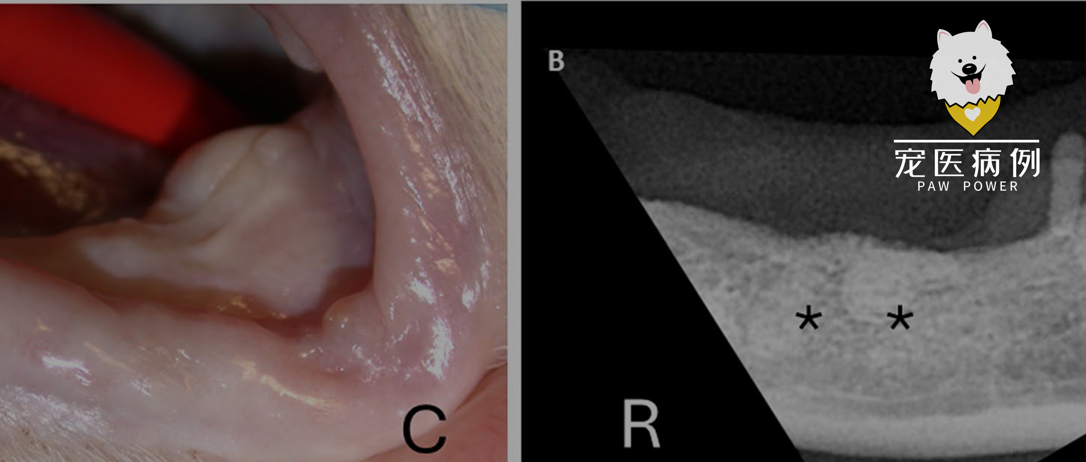 【病例】短毛猫口臭消瘦，竟是因为下唇里卡了一颗“唾液结石”