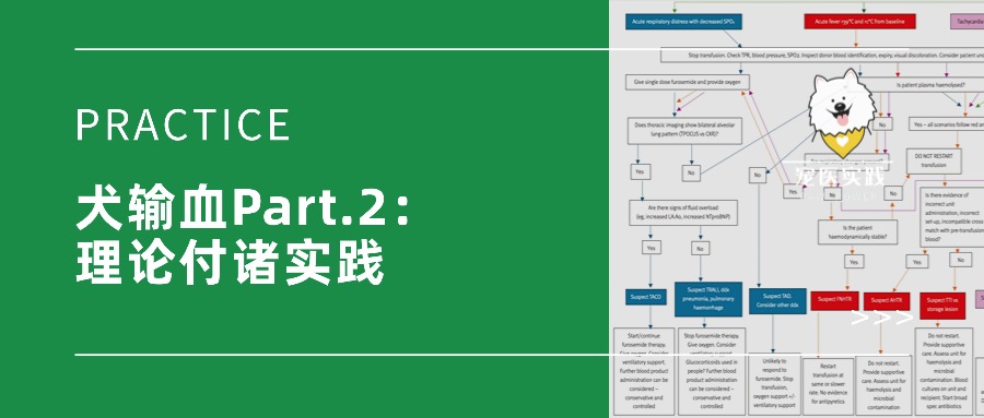 【实践】犬输血Part.2：理论付诸实践